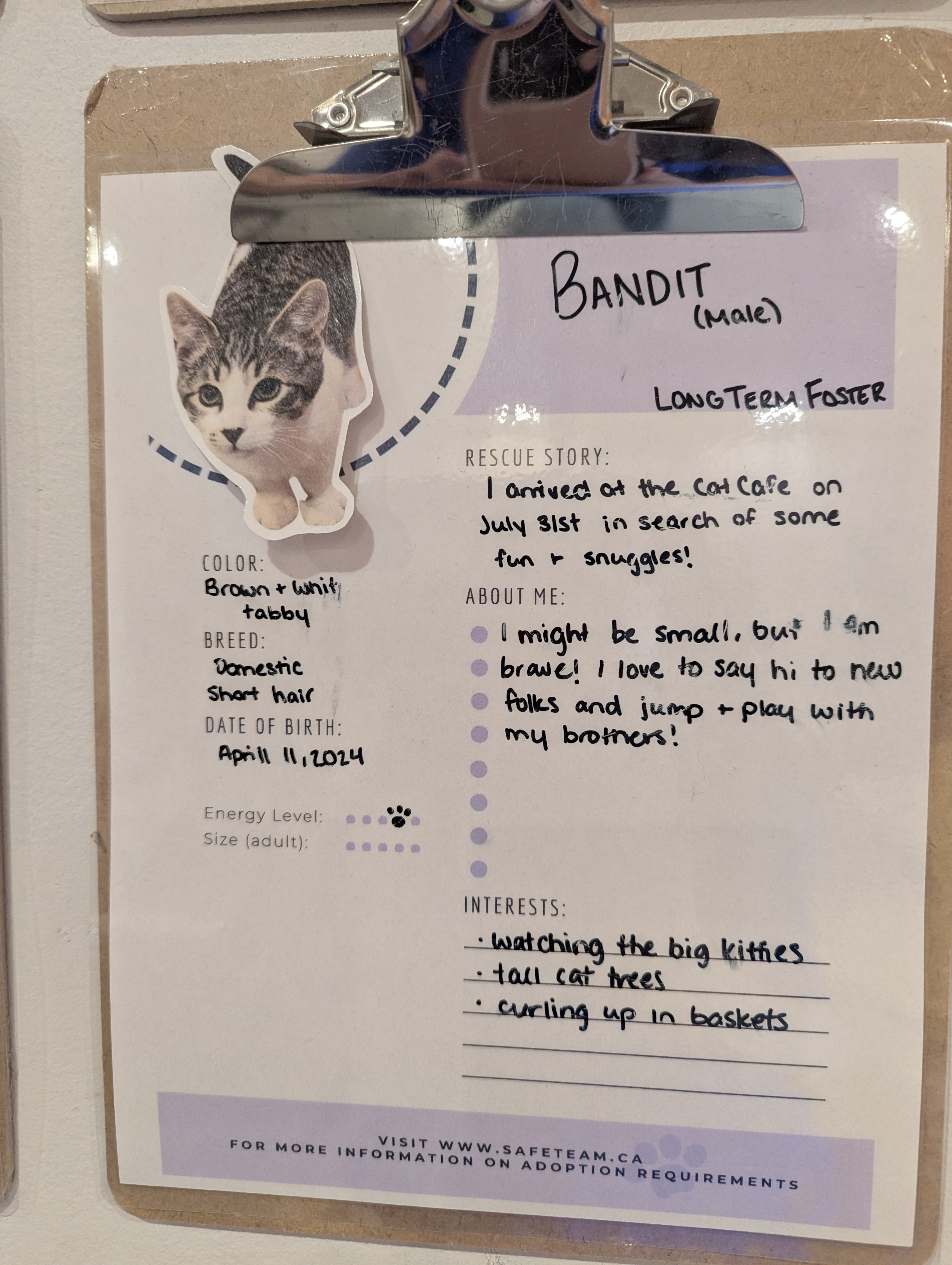 Birthday Trip to Canada, Cat Cafe, Edmonton